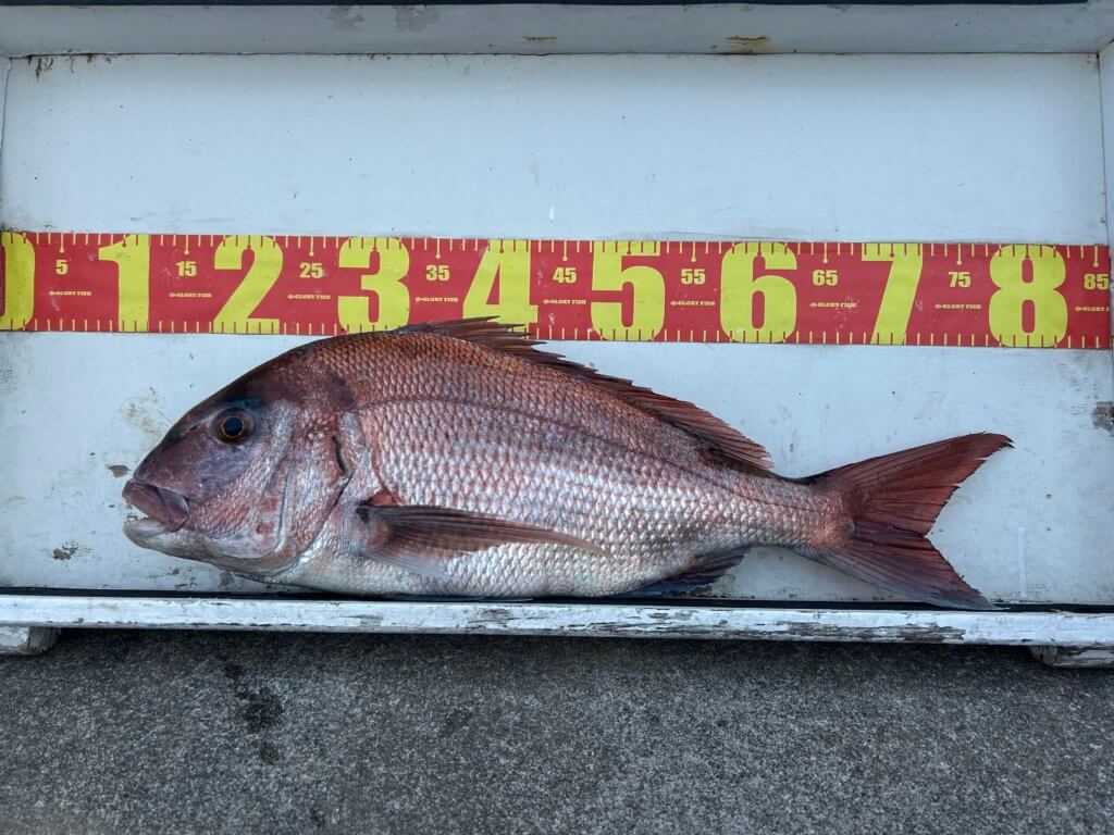 山陰 浜田港 渡船 金時丸 2026年2月14日 波止 釣果報告3