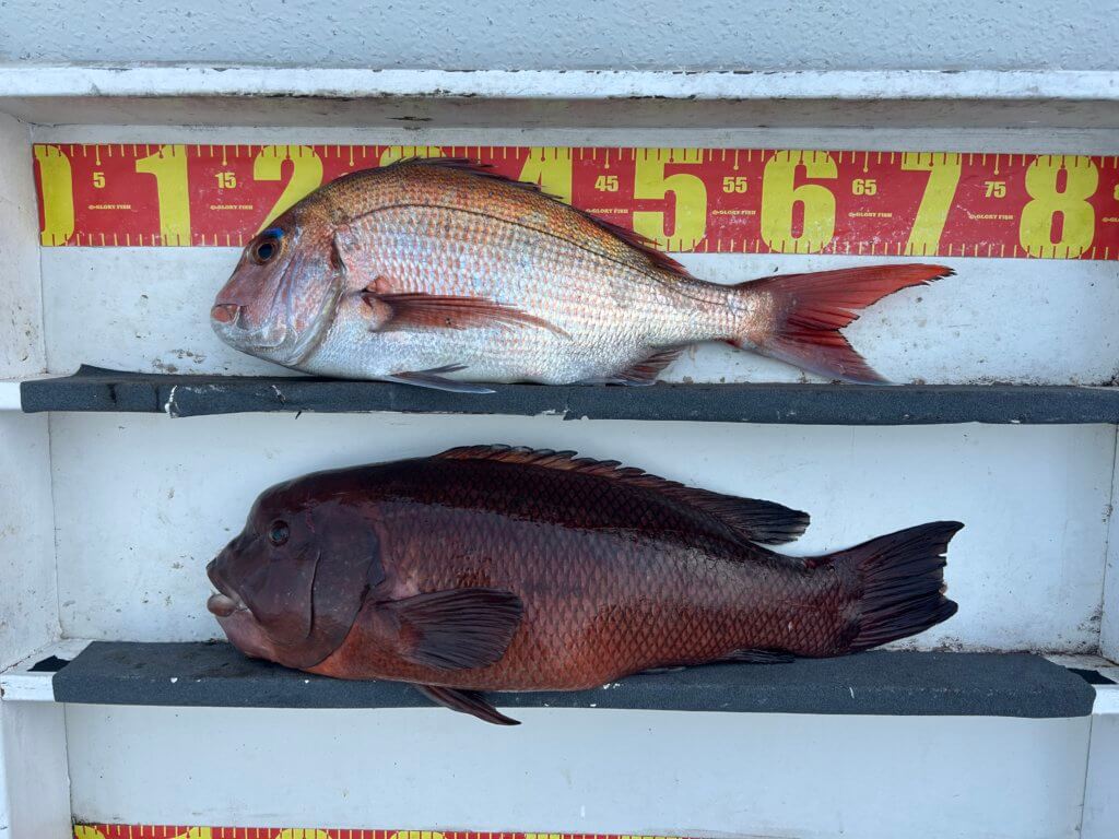 山陰 浜田港 渡船 金時丸 2026年2月14日 波止 釣果報告1