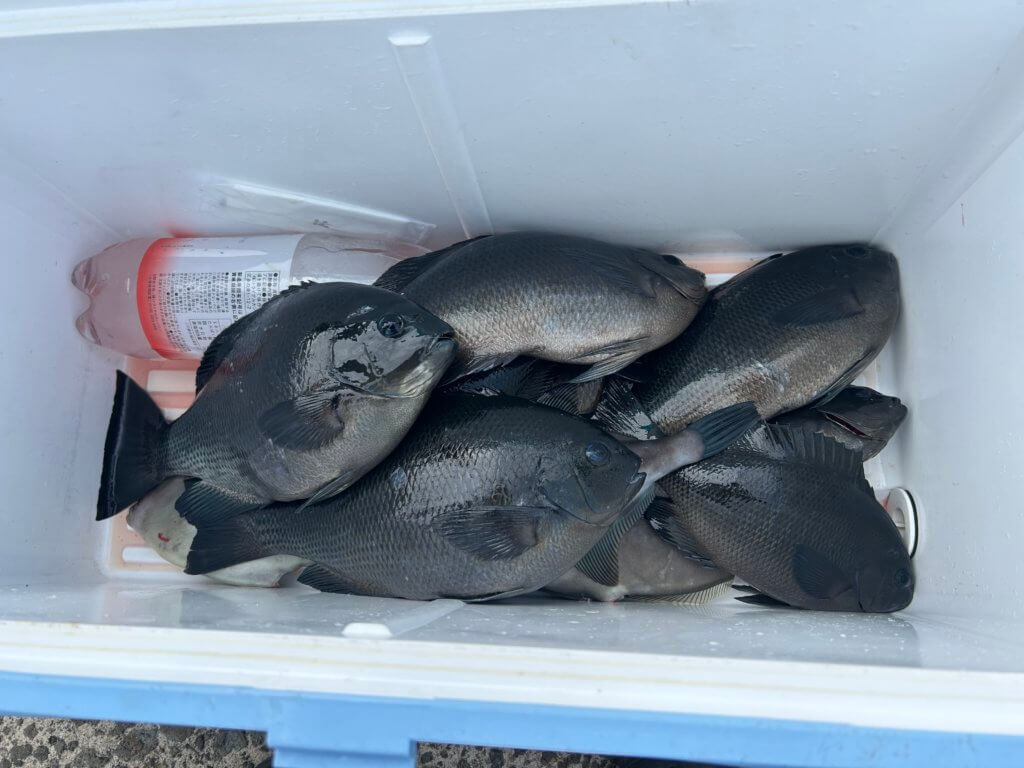 山陰 浜田港 渡船 金時丸 2026年2月14日 波止 釣果報告2