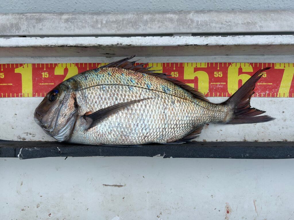 山陰 浜田港 渡船 慶禄 2026年2月14日 磯 釣果報告2