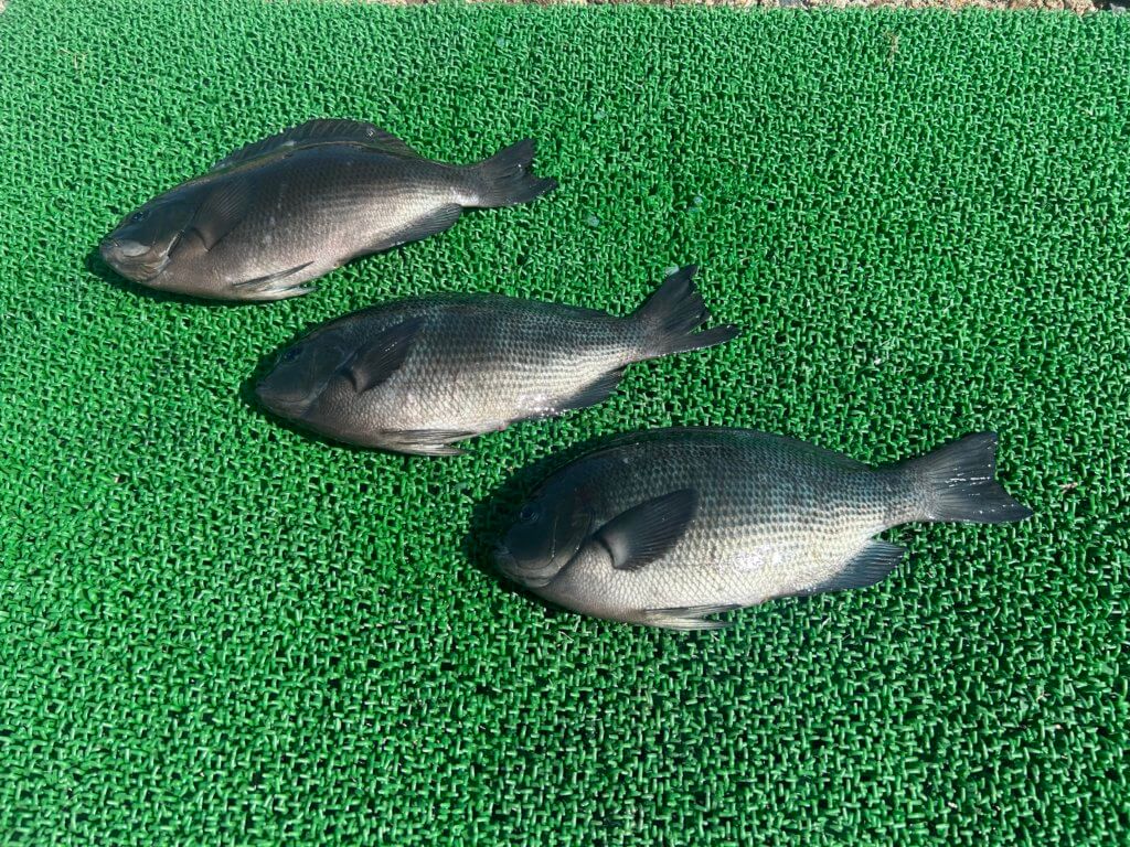 山陰 浜田港 渡船 慶禄 2026年2月21日 磯 釣果報告2