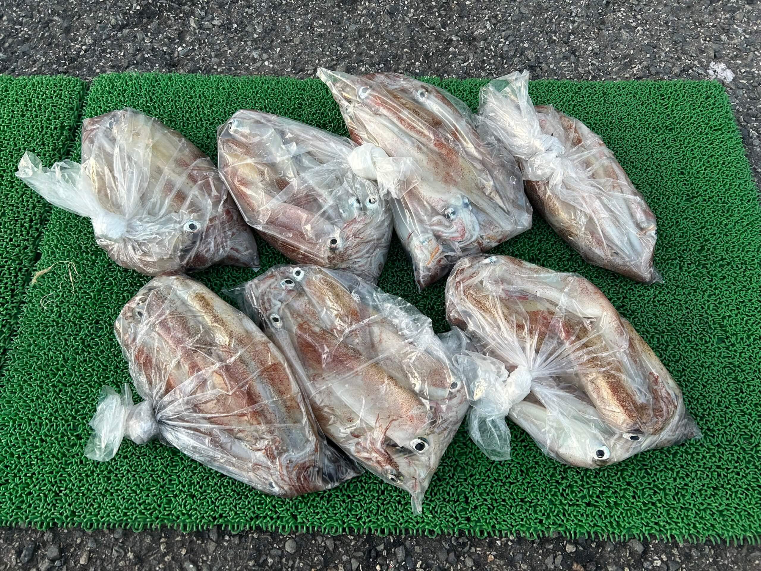 山陰 浜田港 渡船 慶禄 2026年2月22日 磯 釣果報告1