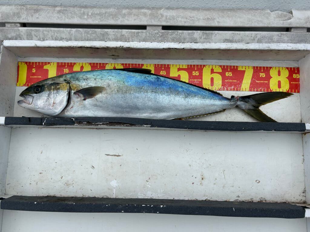 山陰 浜田港 渡船 金時丸 2026年2月24日 波止 釣果報告2