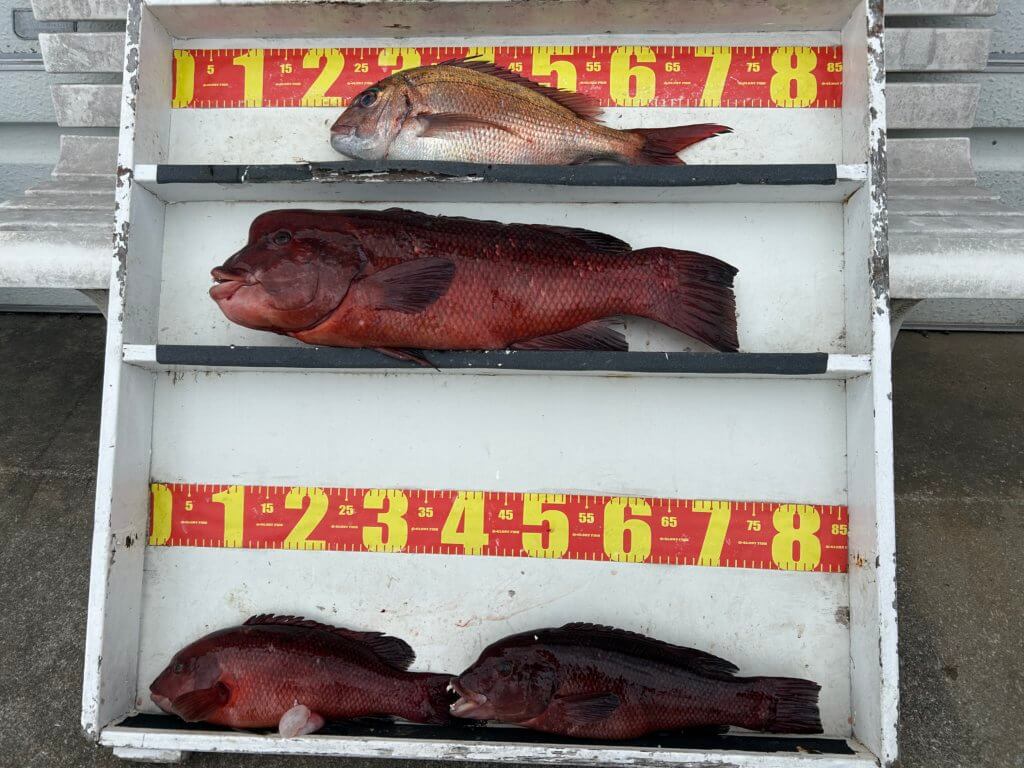 山陰 浜田港 渡船 慶禄 2026年2月24日 磯 釣果報告1