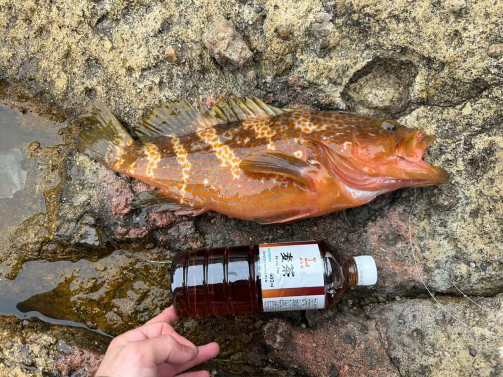 山陰 浜田港 渡船 慶禄 2026年3月29日 磯 釣果報告1