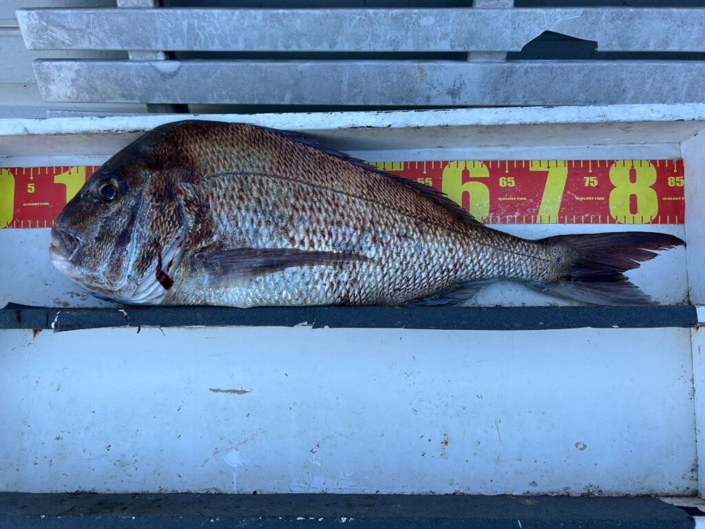 山陰 浜田港 渡船 金時丸 2026年3月5日 波止 釣果報告1