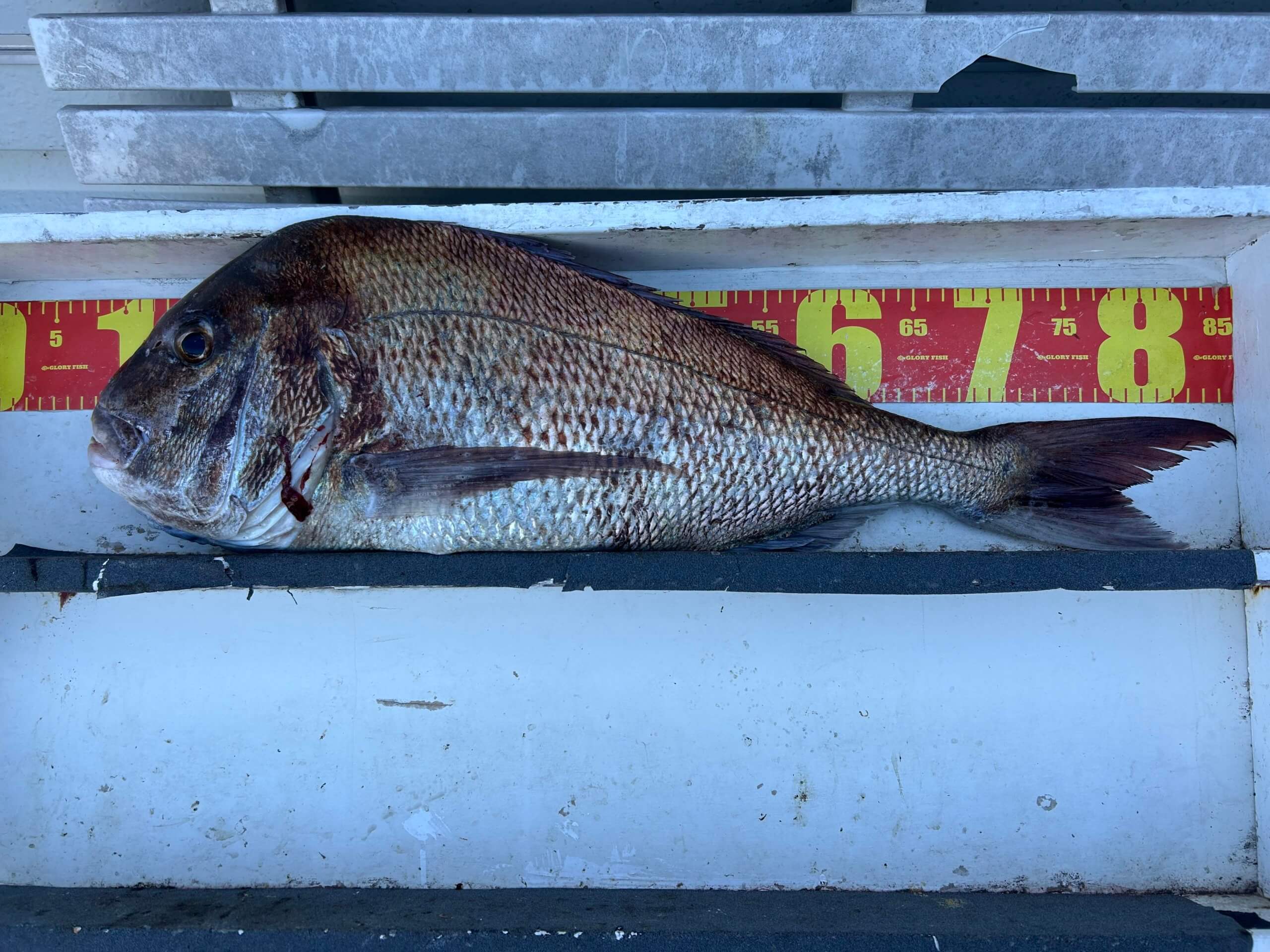 山陰 浜田港 渡船 金時丸 2026年3月5日 波止 釣果報告1