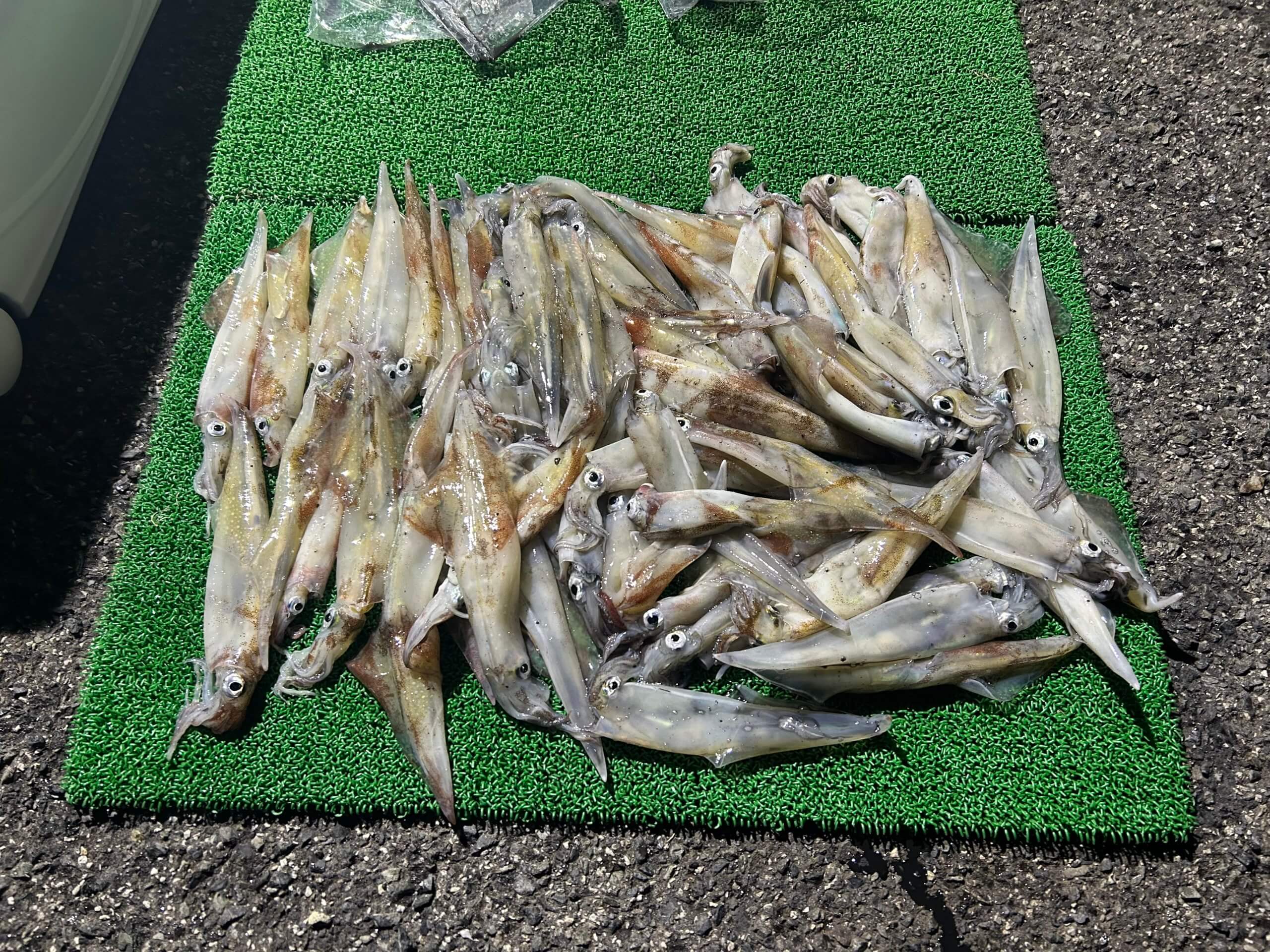 山陰 浜田港 渡船 金時丸 2026年3月6日 波止 釣果報告1