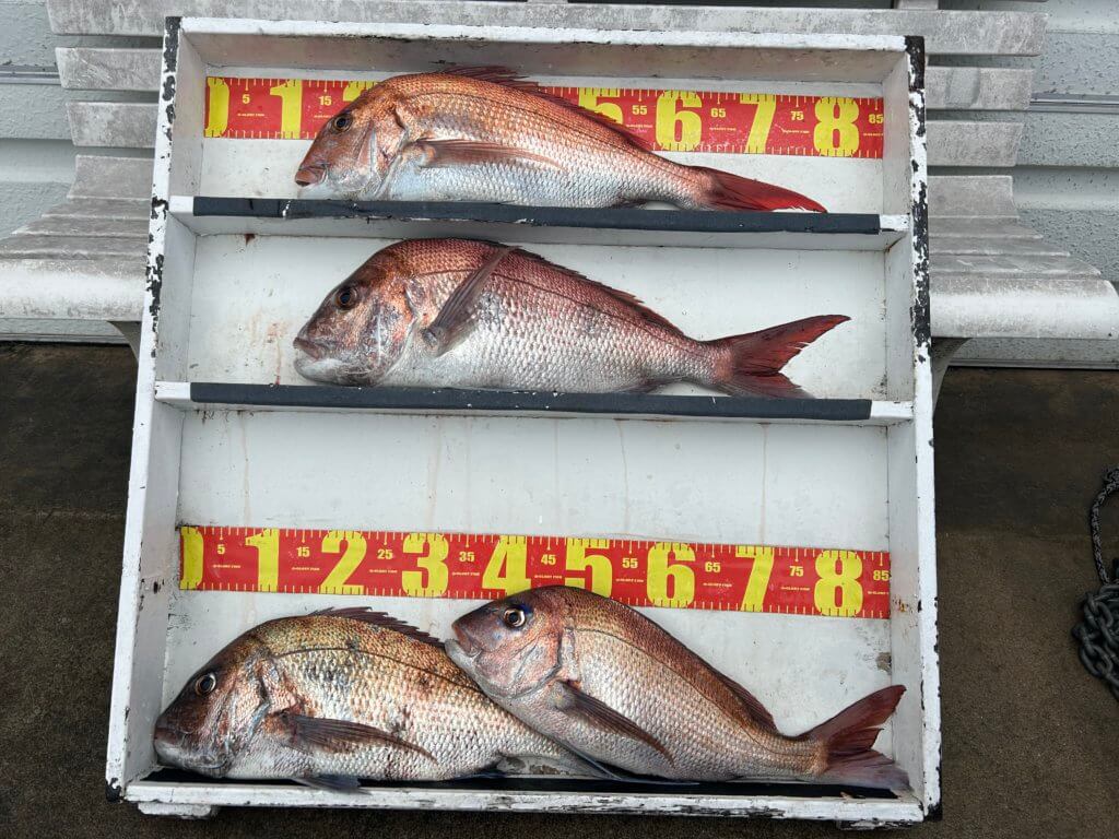 山陰 浜田港 渡船 金時丸 2026年3月6日 波止 釣果報告4