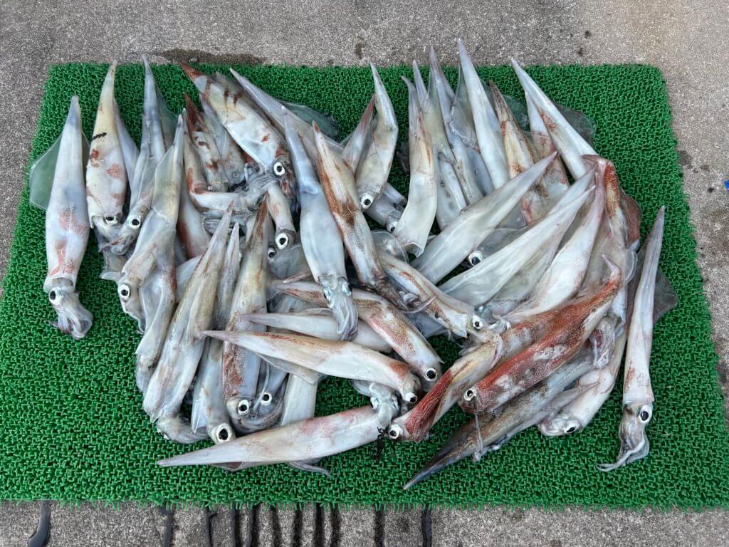 山陰 浜田港 渡船 金時丸 2026年3月9日 波止 釣果報告2