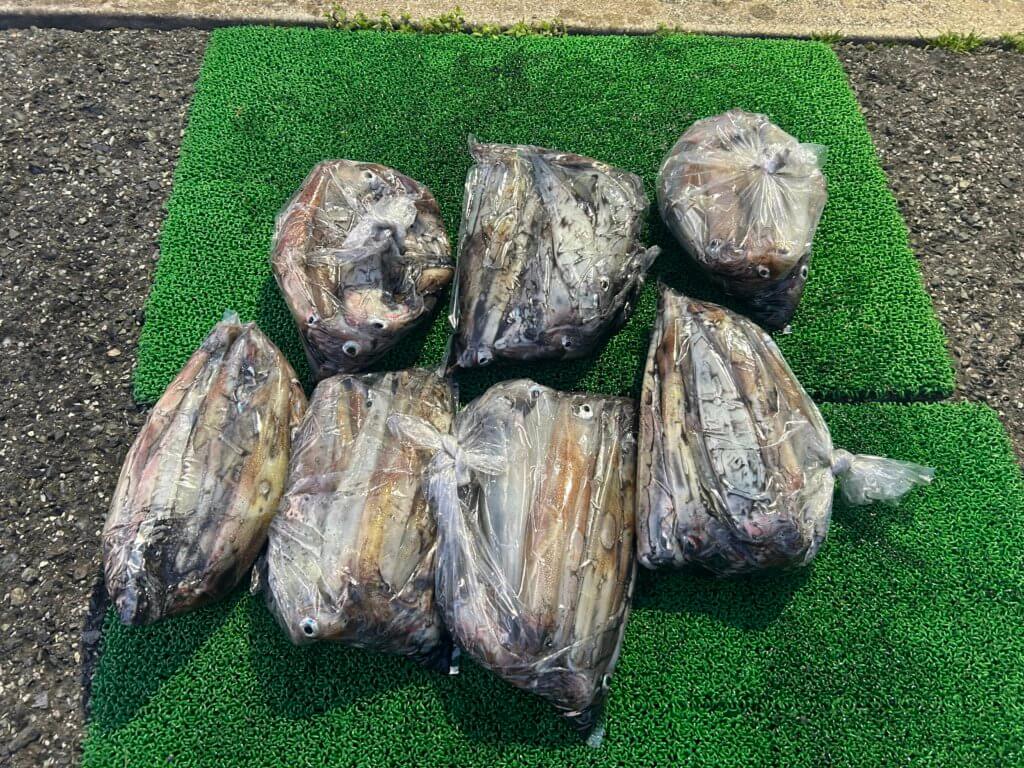 山陰 浜田港 渡船 金時丸 2026年3月11日 波止 釣果報告3