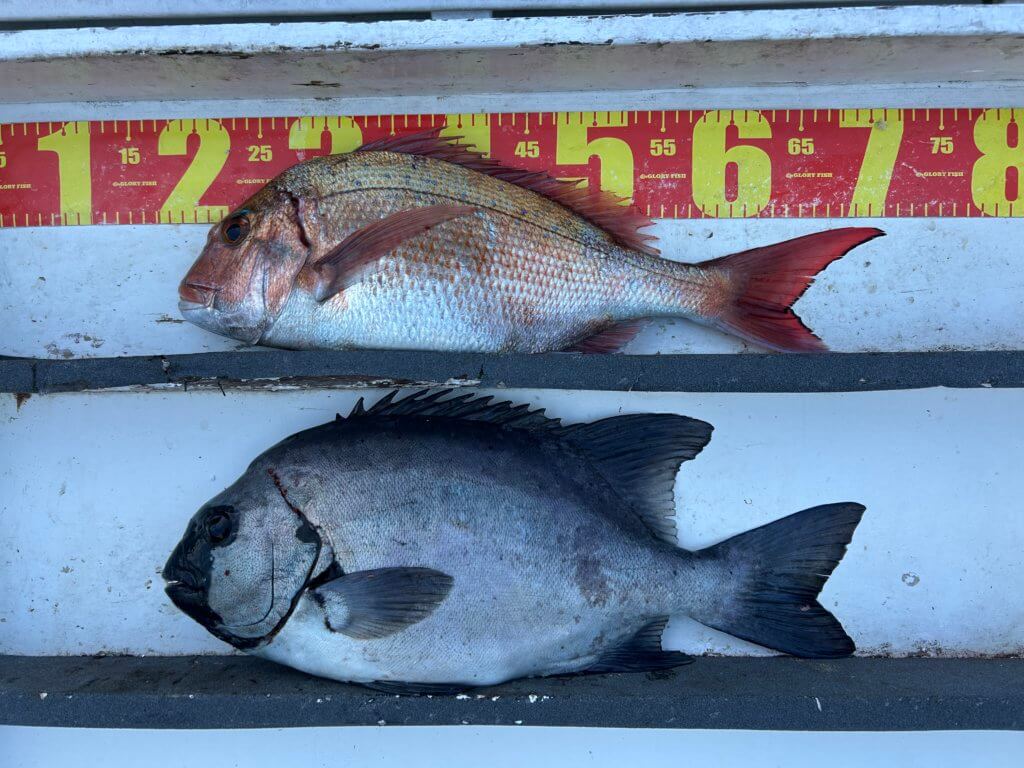 山陰 浜田港 渡船 金時丸 2026年3月11日 波止 釣果報告1