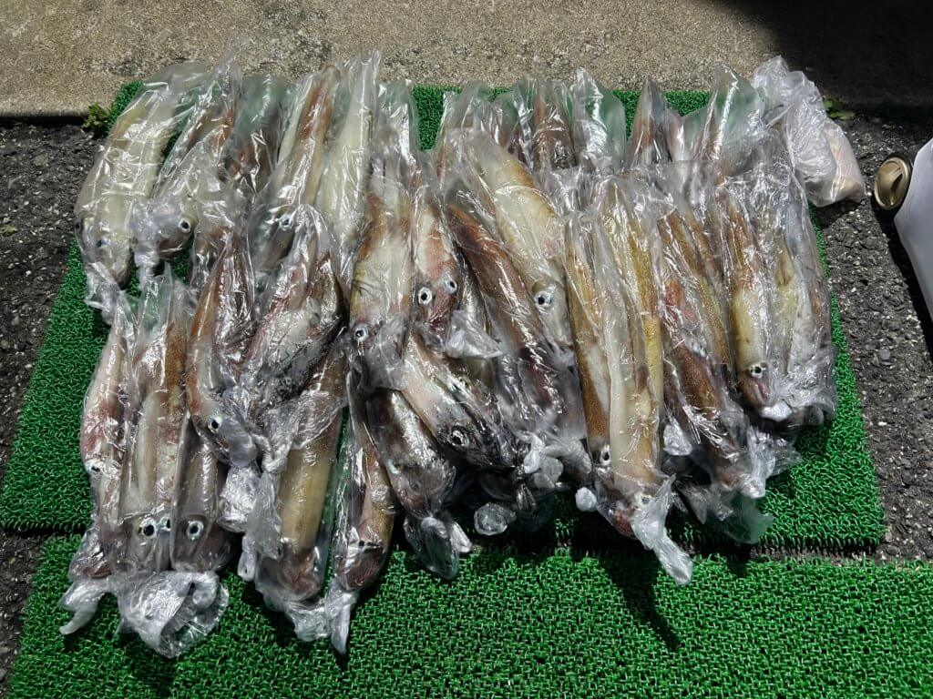 山陰 浜田港 渡船 金時丸 2026年3月12日 波止 釣果報告1