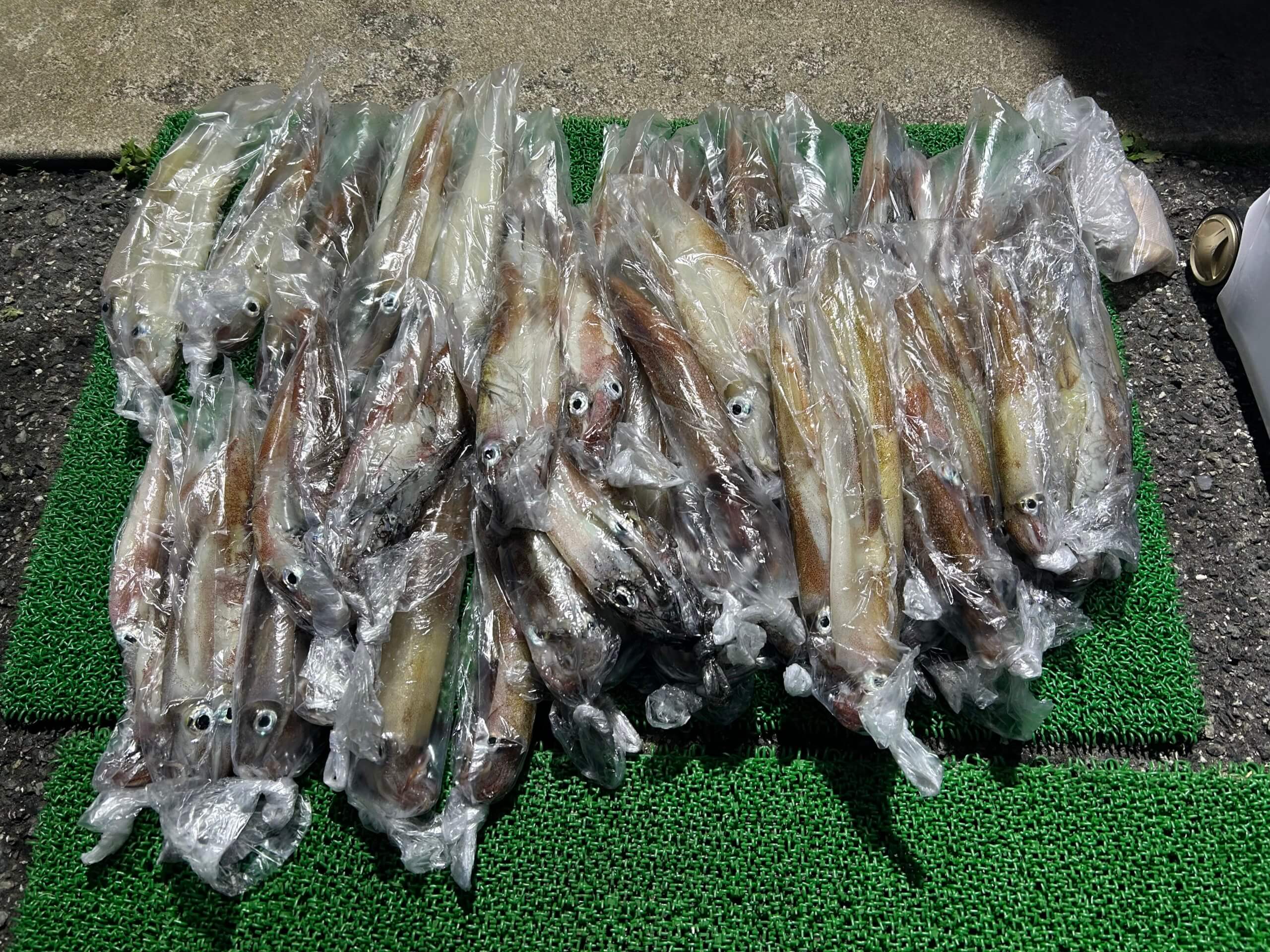 山陰 浜田港 渡船 金時丸 2026年3月12日 波止 釣果報告1