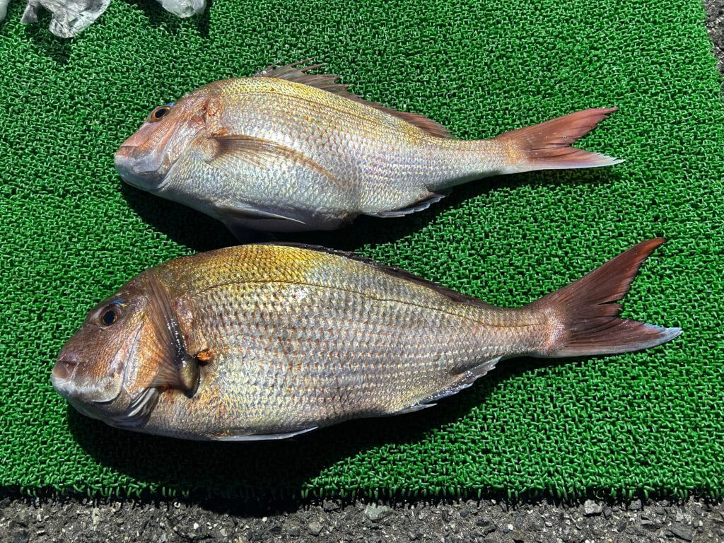 山陰 浜田港 渡船 金時丸 2026年3月12日 波止 釣果報告1