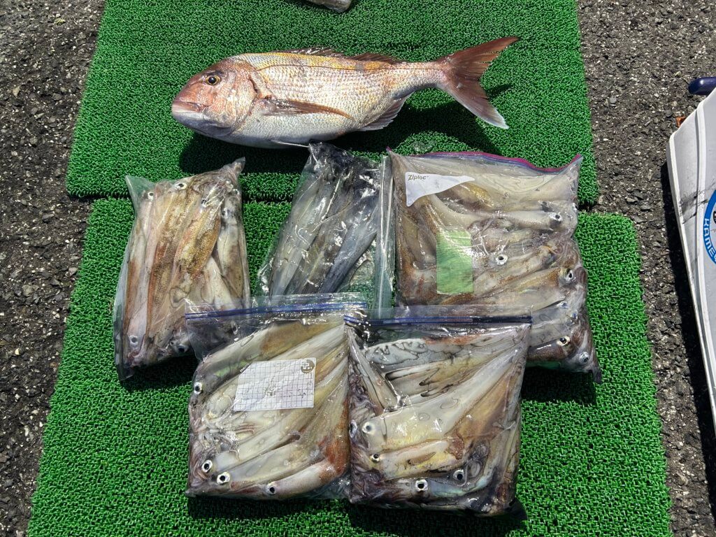 山陰 浜田港 渡船 金時丸 2026年3月12日 波止 釣果報告2