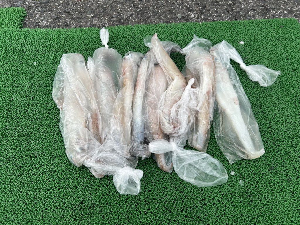 山陰 浜田港 渡船 慶禄 2026年3月22日 磯 釣果報告6