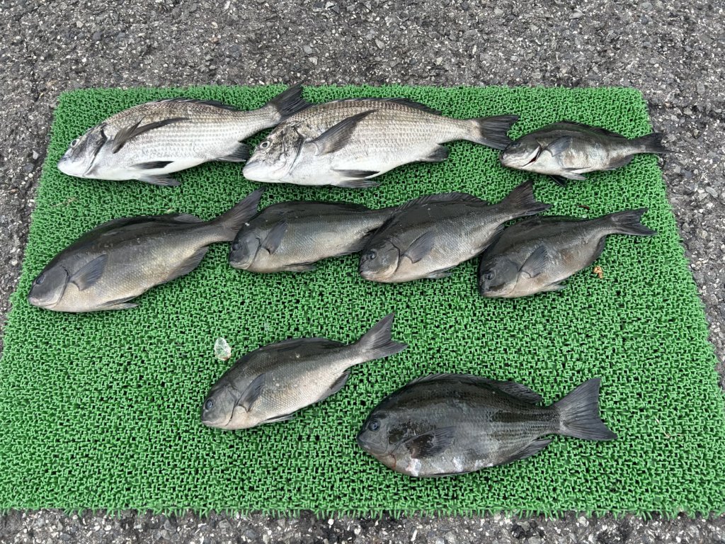 山陰 浜田港 渡船 慶禄 2026年3月22日 磯 釣果報告2