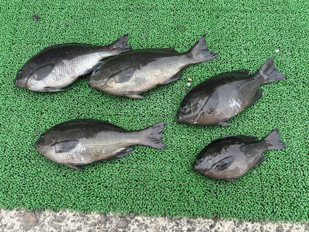 山陰 浜田港 渡船 金時丸 2026年3月22日 波止 釣果報告6