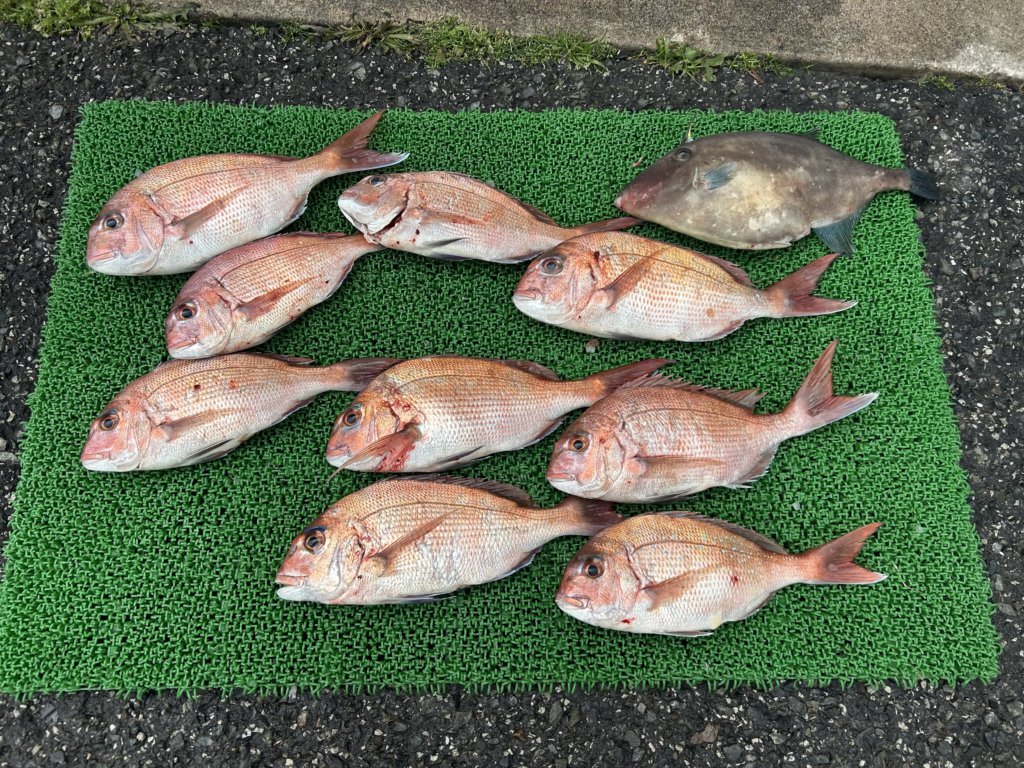 山陰 浜田港 渡船 慶禄 2026年3月22日 磯 釣果報告5