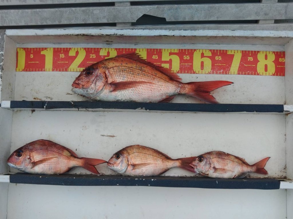 山陰 浜田港 渡船 金時丸 2026年3月23日 波止 釣果報告1