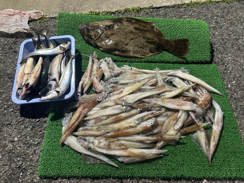 山陰 浜田港 渡船 金時丸 2026年3月24日 波止 釣果報告1