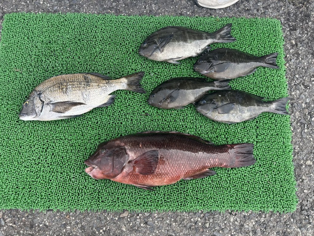 山陰 浜田港 渡船 慶禄 2026年3月24日 磯 釣果報告1