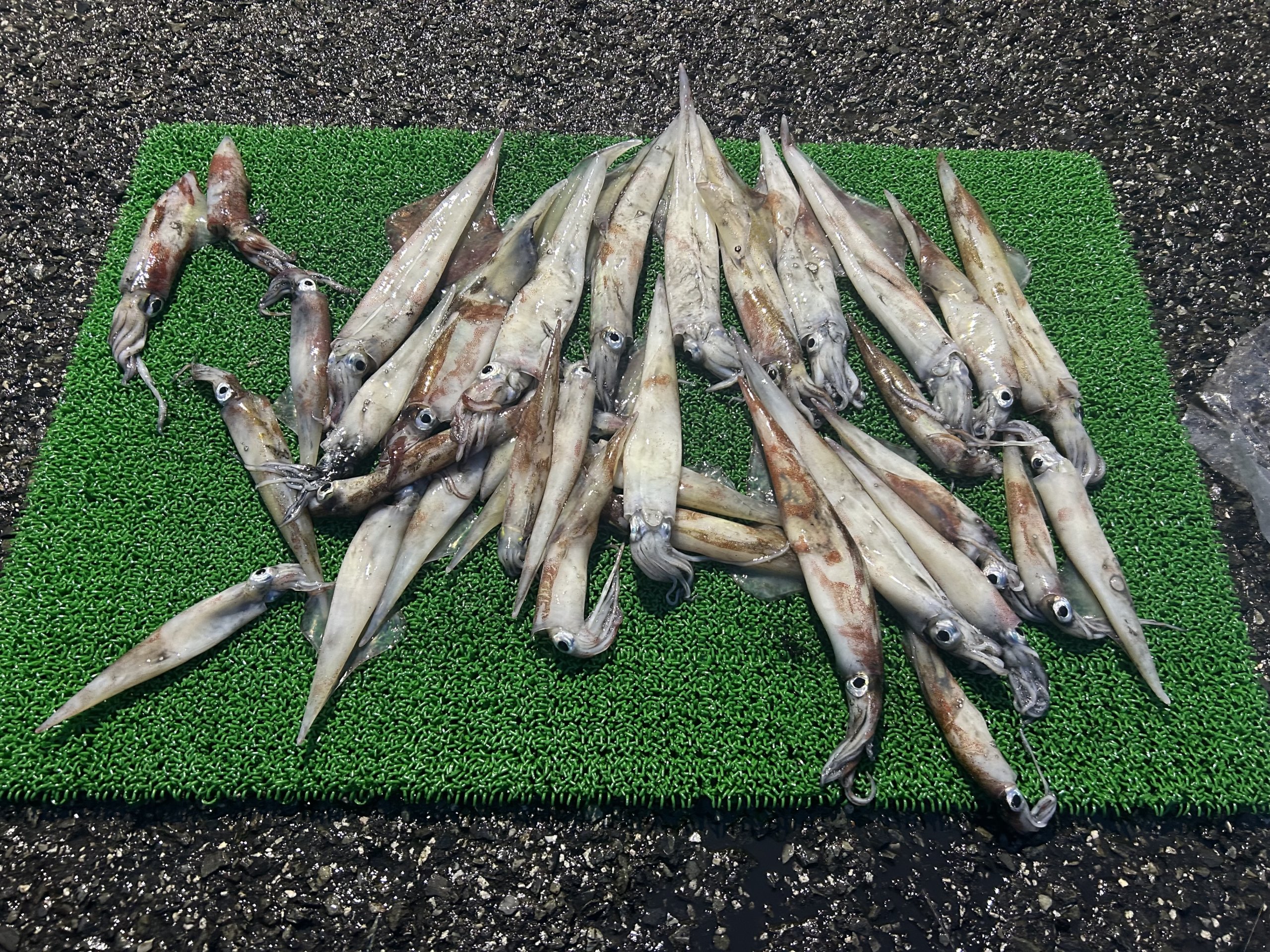 山陰 浜田港 渡船 慶禄 2026年3月25日 磯 釣果報告1