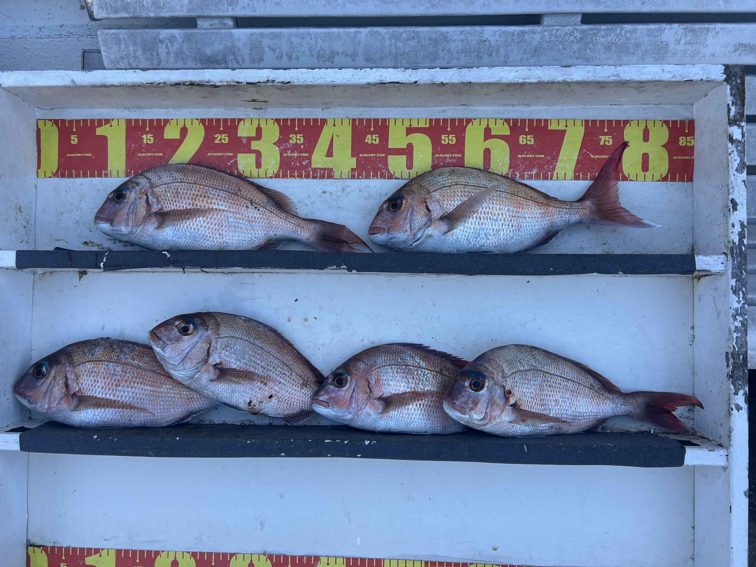 山陰 浜田港 渡船 慶禄 2026年3月26日 磯 釣果報告1