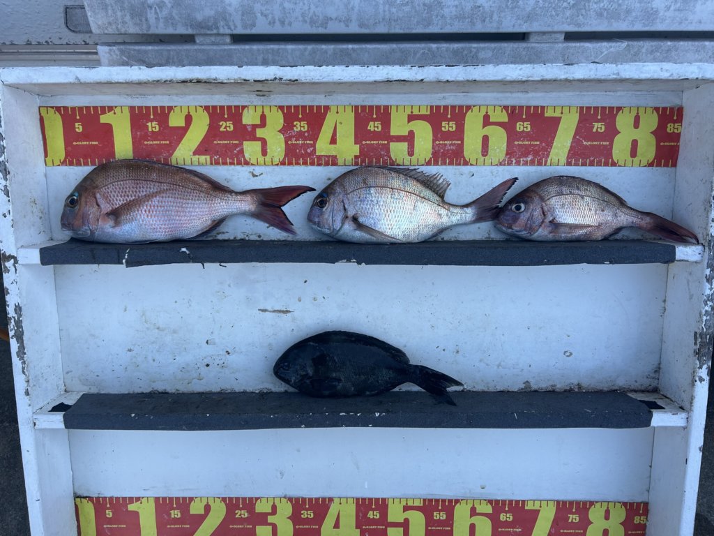 山陰 浜田港 渡船 慶禄 2026年3月26日 磯 釣果報告3