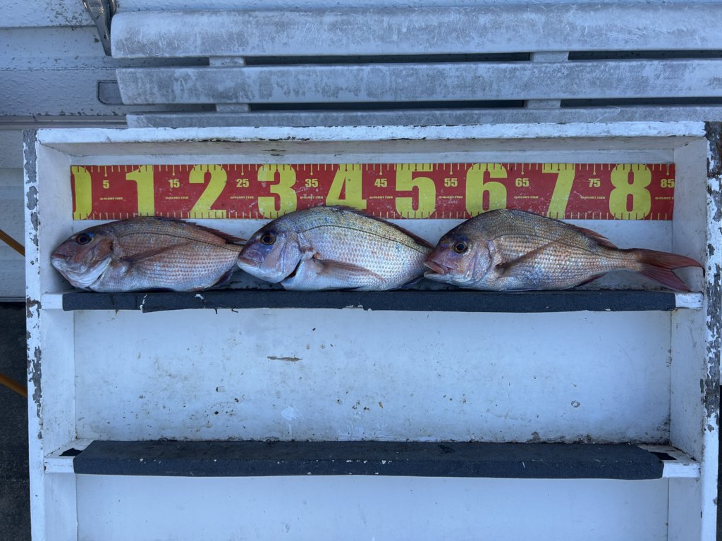 山陰 浜田港 渡船 慶禄 2026年3月26日 磯 釣果報告2