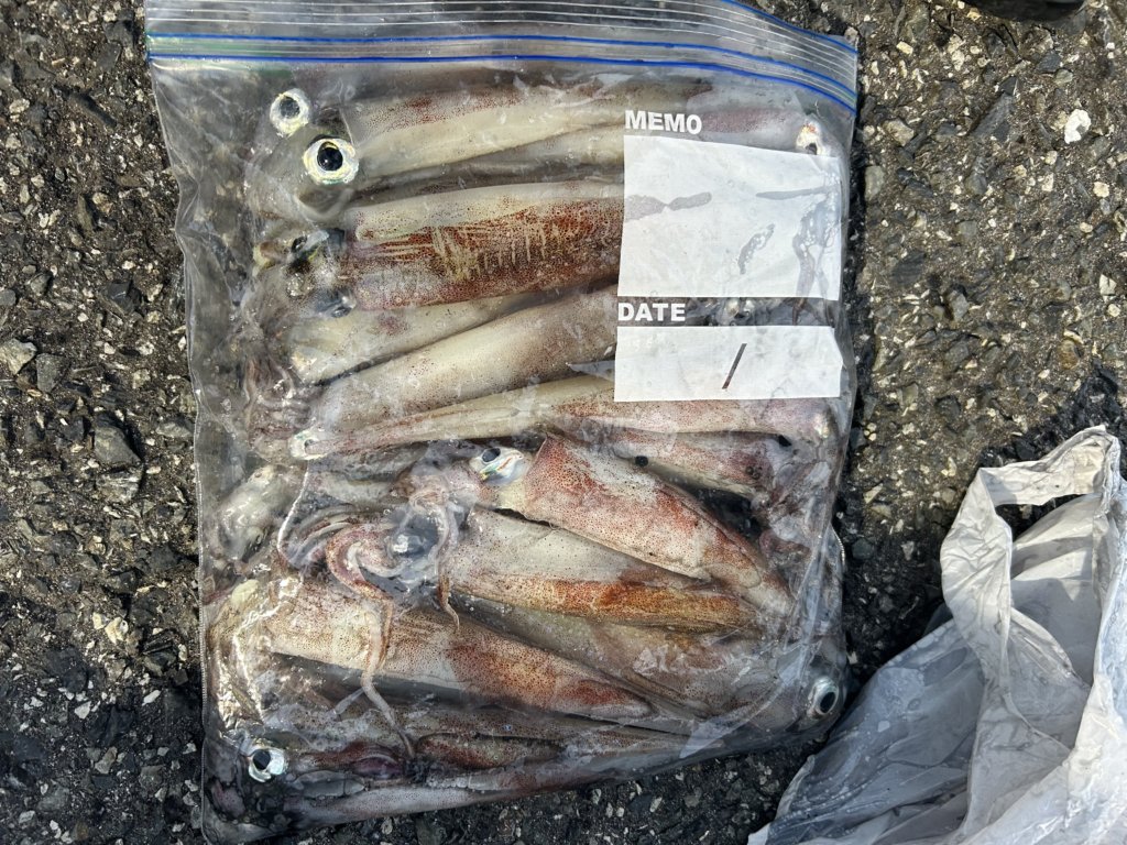 山陰 浜田港 渡船 金時丸 2026年3月27日 波止 釣果報告1