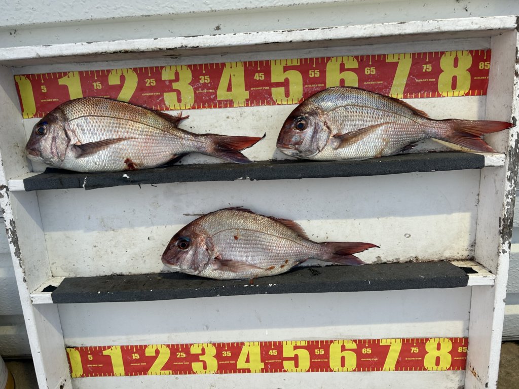 山陰 浜田港 渡船 金時丸 2026年3月27日 波止 釣果報告2