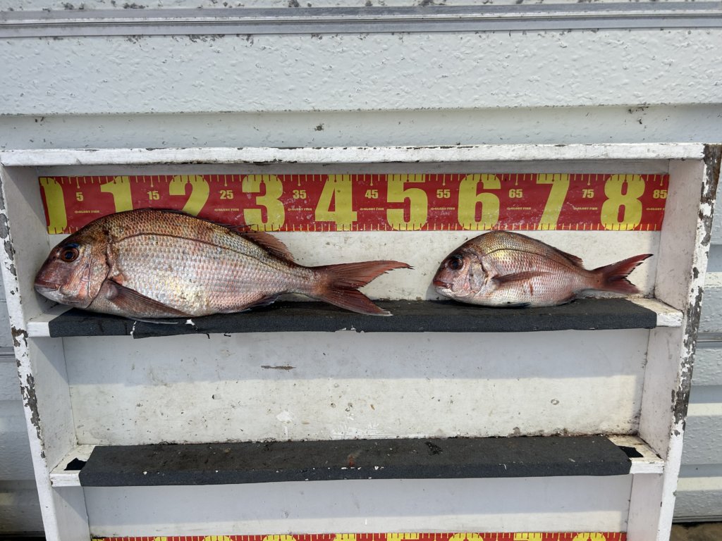 山陰 浜田港 渡船 金時丸 2026年3月27日 波止 釣果報告2