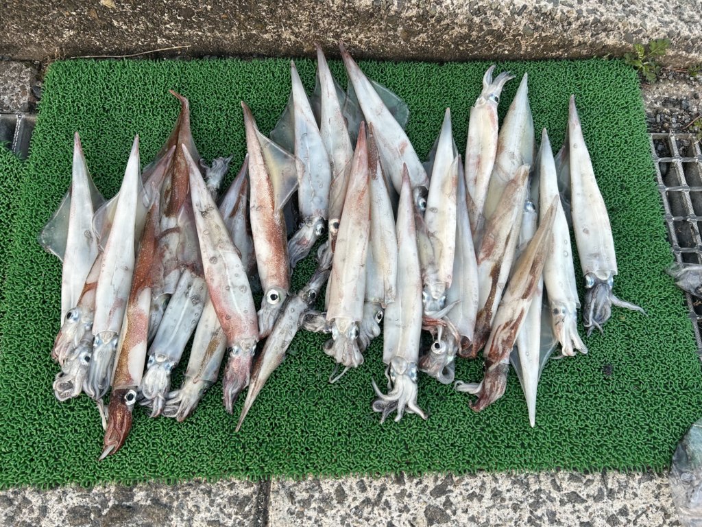 山陰 浜田港 渡船 慶禄 2026年3月27日 磯 釣果報告2