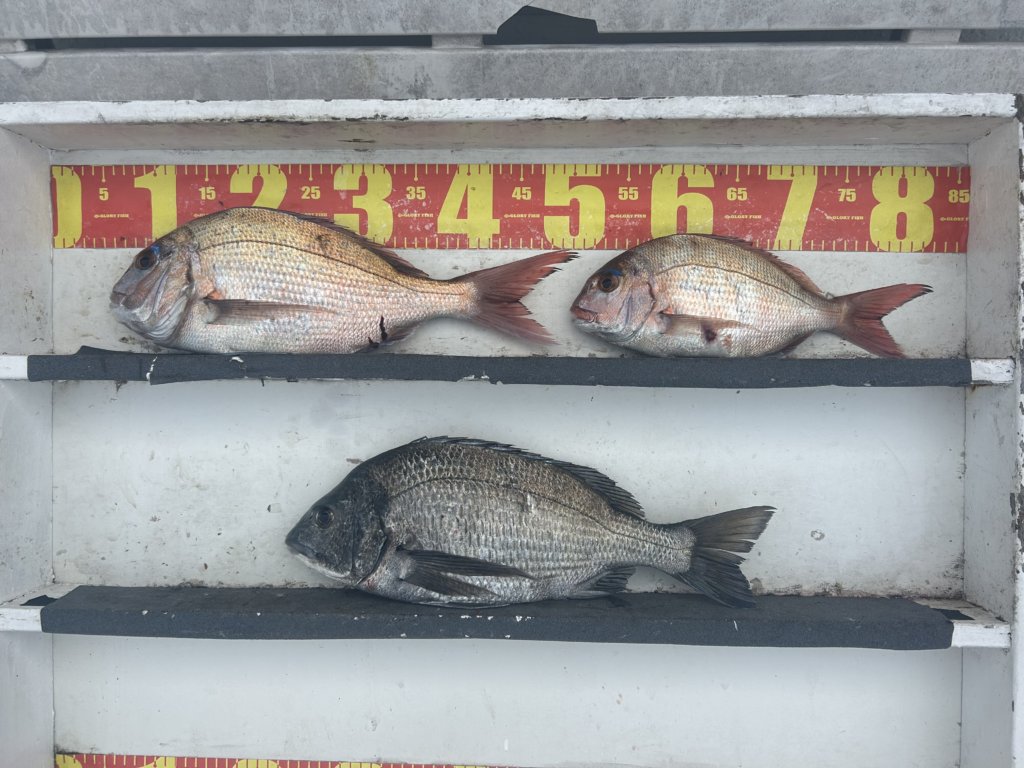 山陰 浜田港 渡船 慶禄 2026年3月28日 磯 釣果報告2