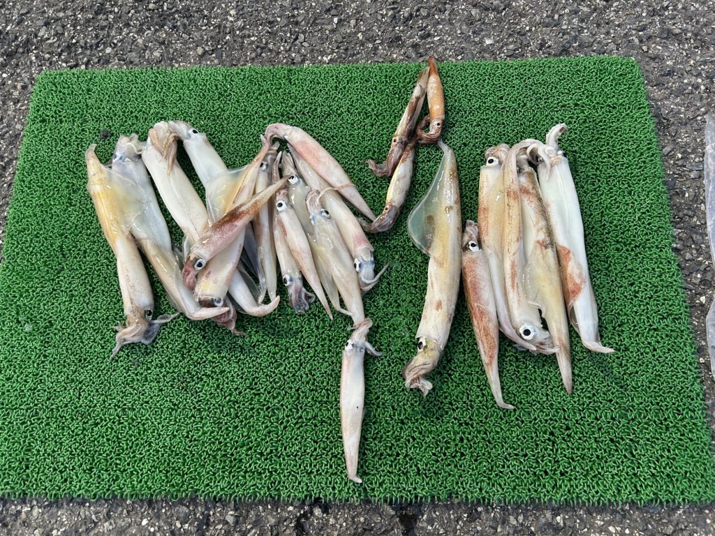 山陰 浜田港 渡船 金時丸 2026年3月29日 波止 釣果報告2