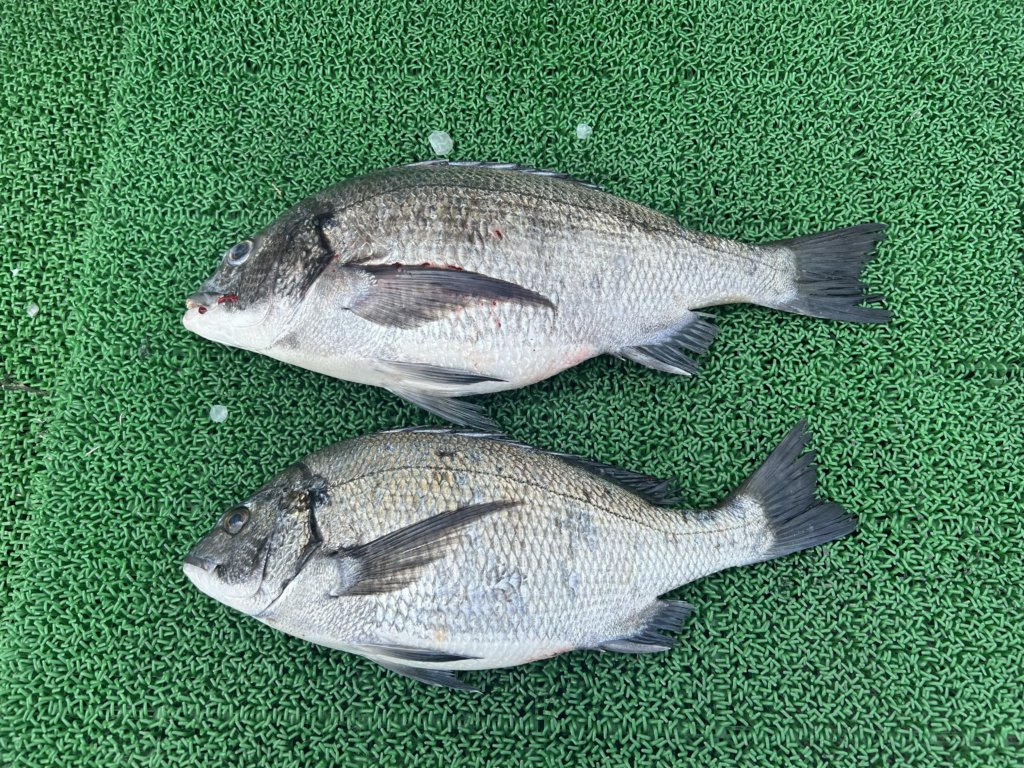 山陰 浜田港 渡船 慶禄 2026年3月29日 磯 釣果報告2