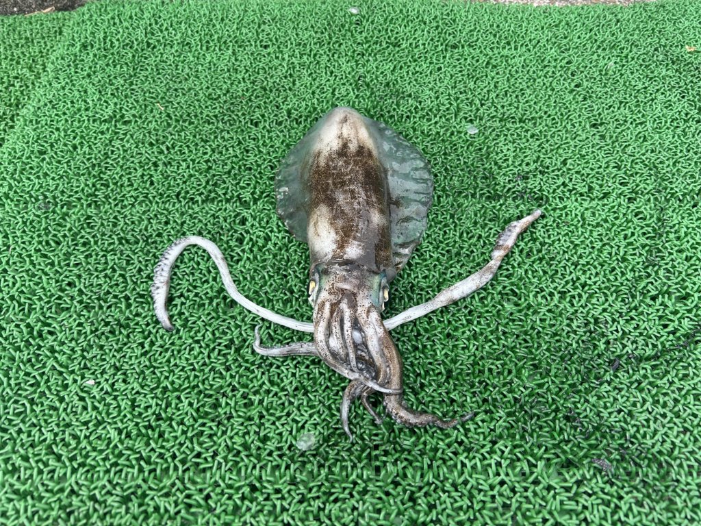 山陰 浜田港 渡船 金時丸 2026年3月30日 波止 釣果報告1