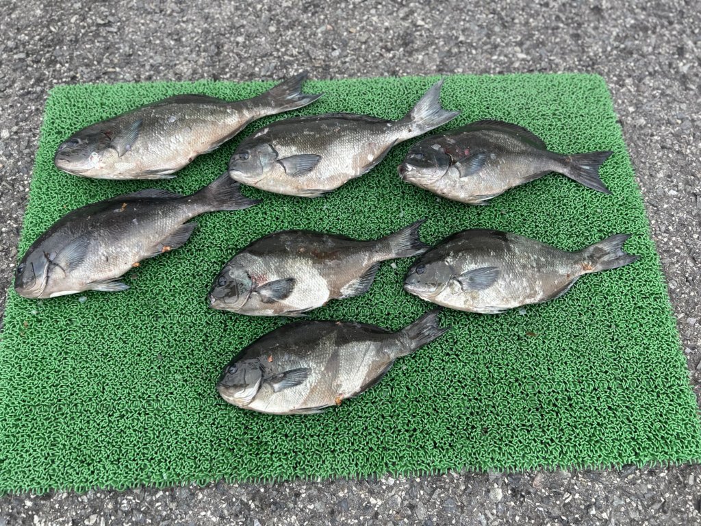 山陰 浜田港 渡船 慶禄 2026年3月30日 磯 釣果報告3