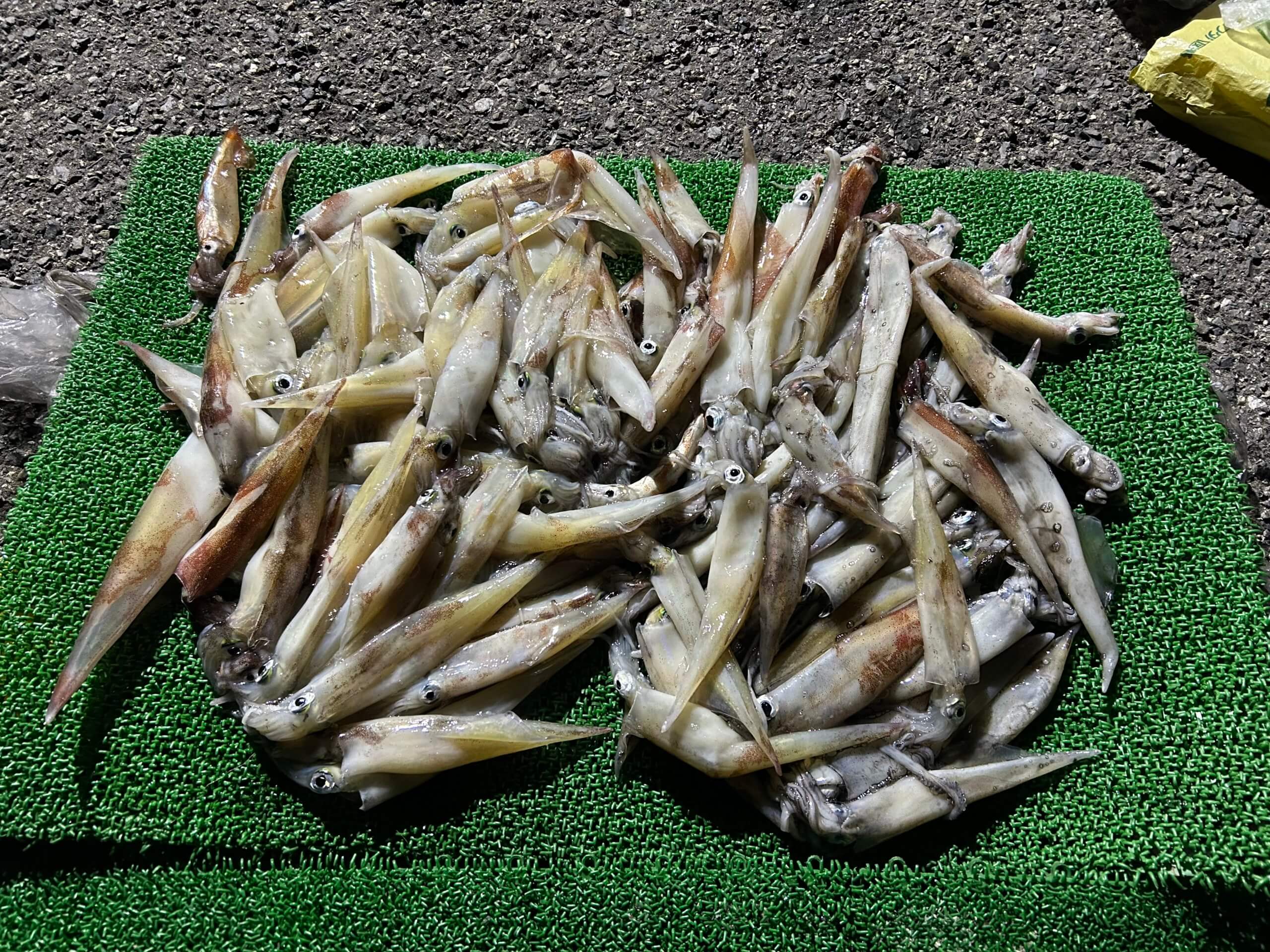 山陰 浜田港 渡船 金時丸 2026年4月9日 波止 釣果報告1