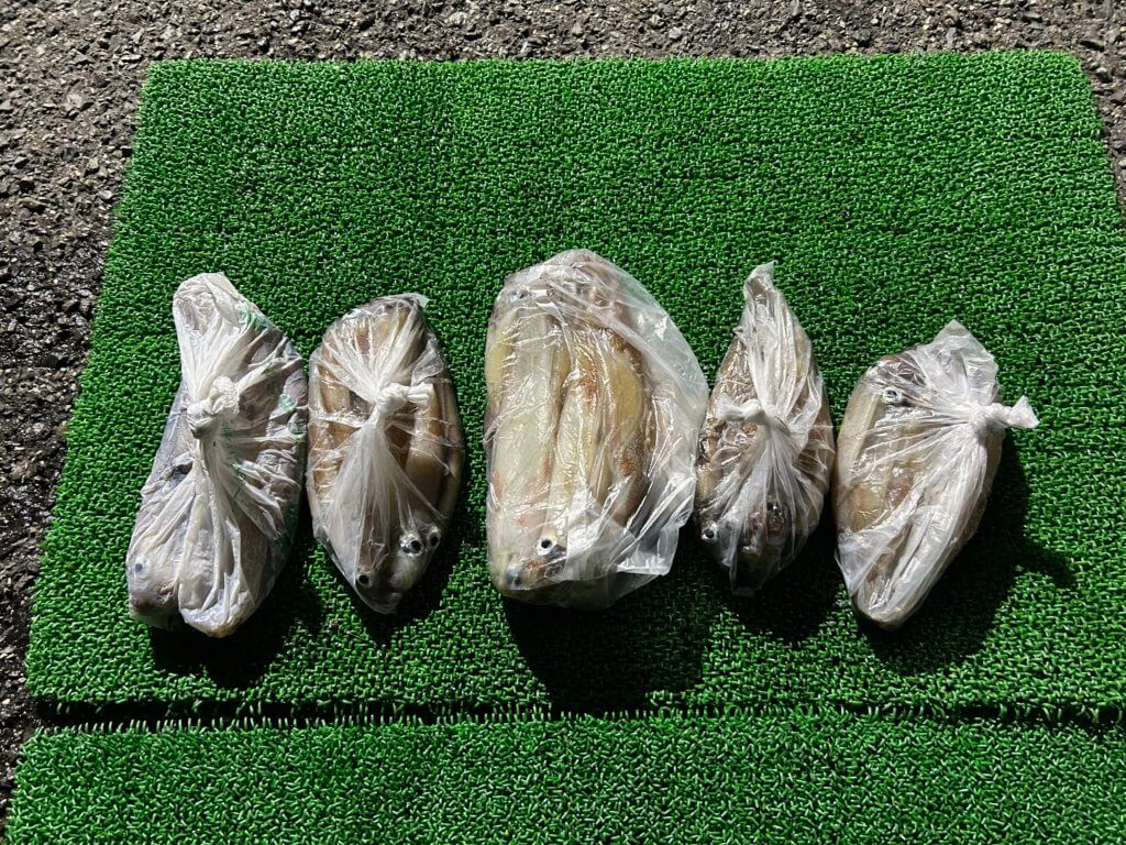 山陰 浜田港 渡船 金時丸 2026年4月9日 波止 釣果報告1