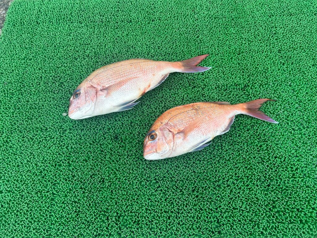 山陰 浜田港 渡船 金時丸 2026年4月14日 波止 釣果報告1