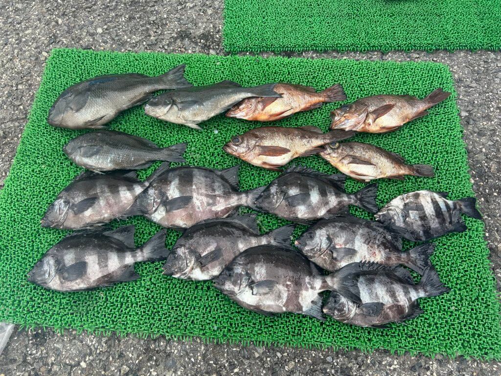 山陰 浜田港 渡船 金時丸 2026年4月14日 波止 釣果報告2